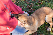 MATHILDA, Hund, Mischlingshund in Kroatien - Bild 4