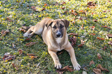 MATHILDA, Hund, Mischlingshund in Kroatien - Bild 5