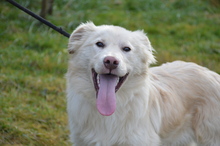 TRAIAN, Hund, Mischlingshund in Rumänien - Bild 1