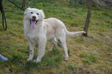 TRAIAN, Hund, Mischlingshund in Rumänien - Bild 2
