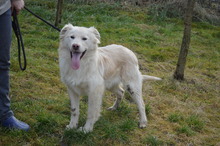 TRAIAN, Hund, Mischlingshund in Rumänien - Bild 3