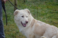 TRAIAN, Hund, Mischlingshund in Rumänien - Bild 5