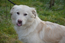 TRAIAN, Hund, Mischlingshund in Rumänien - Bild 8