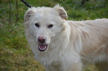TRAIAN, Hund, Mischlingshund in Rumänien - Bild 9