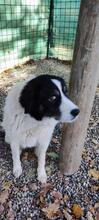 MAYA, Hund, Maremma Abruzzenhund in Italien - Bild 5