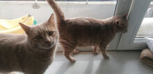 LUCA, Katze, Hauskatze in Bulgarien - Bild 3