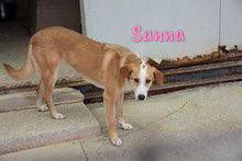 SUNNA, Hund, Mischlingshund in Spanien - Bild 2