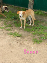 SUNNA, Hund, Mischlingshund in Spanien - Bild 3