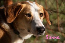 SUNNA, Hund, Mischlingshund in Spanien - Bild 6