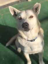 VILBER, Hund, Mischlingshund in Bulgarien - Bild 1