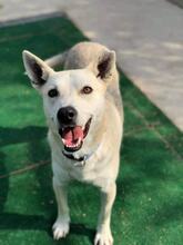 VILBER, Hund, Mischlingshund in Bulgarien - Bild 2