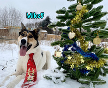 MIKE5, Hund, Mischlingshund in Russische Föderation - Bild 1