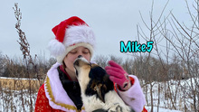 MIKE5, Hund, Mischlingshund in Russische Föderation - Bild 10