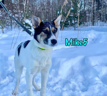 MIKE5, Hund, Mischlingshund in Russische Föderation - Bild 11