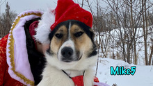 MIKE5, Hund, Mischlingshund in Russische Föderation - Bild 12