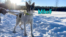 MIKE5, Hund, Mischlingshund in Russische Föderation - Bild 14