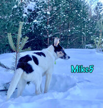 MIKE5, Hund, Mischlingshund in Russische Föderation - Bild 2