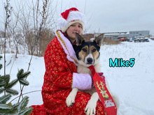 MIKE5, Hund, Mischlingshund in Russische Föderation - Bild 3