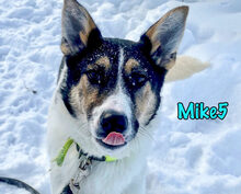MIKE5, Hund, Mischlingshund in Russische Föderation - Bild 5