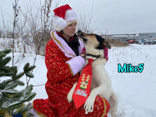 MIKE5, Hund, Mischlingshund in Russische Föderation - Bild 6