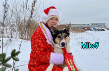MIKE5, Hund, Mischlingshund in Russische Föderation - Bild 8