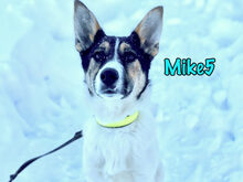 MIKE5, Hund, Mischlingshund in Russische Föderation - Bild 9