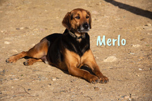 MERLO, Hund, Mischlingshund in Spanien - Bild 1