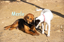 MERLO, Hund, Mischlingshund in Spanien - Bild 10