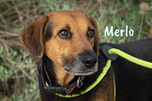 MERLO, Hund, Mischlingshund in Spanien - Bild 2