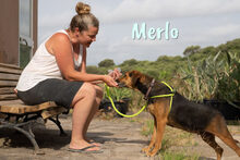 MERLO, Hund, Mischlingshund in Spanien - Bild 3