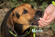 MERLO, Hund, Mischlingshund in Spanien - Bild 4