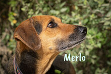 MERLO, Hund, Mischlingshund in Spanien - Bild 5