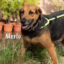 MERLO, Hund, Mischlingshund in Spanien - Bild 6