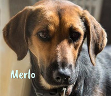MERLO, Hund, Mischlingshund in Spanien - Bild 9