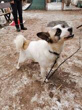 AMADOR, Hund, Mischlingshund in Ungarn - Bild 2