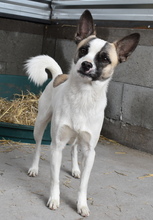 AMADOR, Hund, Mischlingshund in Ungarn - Bild 3