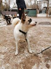 AMADOR, Hund, Mischlingshund in Ungarn - Bild 4