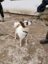 AMADOR, Hund, Mischlingshund in Ungarn - Bild 5