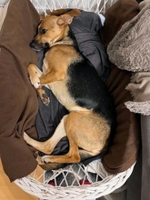 BERENICE, Hund, Mischlingshund in Dornstetten - Bild 3