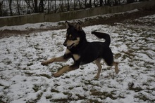 ZOKNI, Hund, Mischlingshund in Ungarn - Bild 1