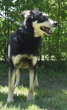 ZOKNI, Hund, Mischlingshund in Ungarn - Bild 2