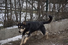 ZOKNI, Hund, Mischlingshund in Ungarn - Bild 3
