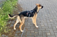 BRANKO, Hund, Mischlingshund in Bünde - Bild 2