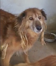 LORY, Hund, Mischlingshund in Italien