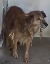 LORY, Hund, Mischlingshund in Italien - Bild 2