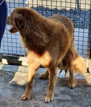 LORY, Hund, Mischlingshund in Italien - Bild 3
