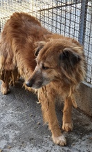 LORY, Hund, Mischlingshund in Italien - Bild 4