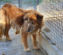 LORY, Hund, Mischlingshund in Italien - Bild 5