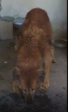 LORY, Hund, Mischlingshund in Italien - Bild 7