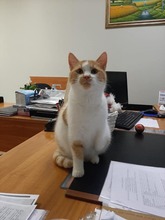LEO, Katze, Hauskatze in Bulgarien - Bild 7